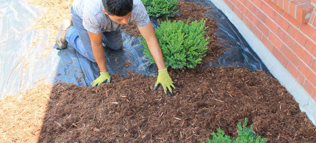 Garden bed design with cedar mulch application