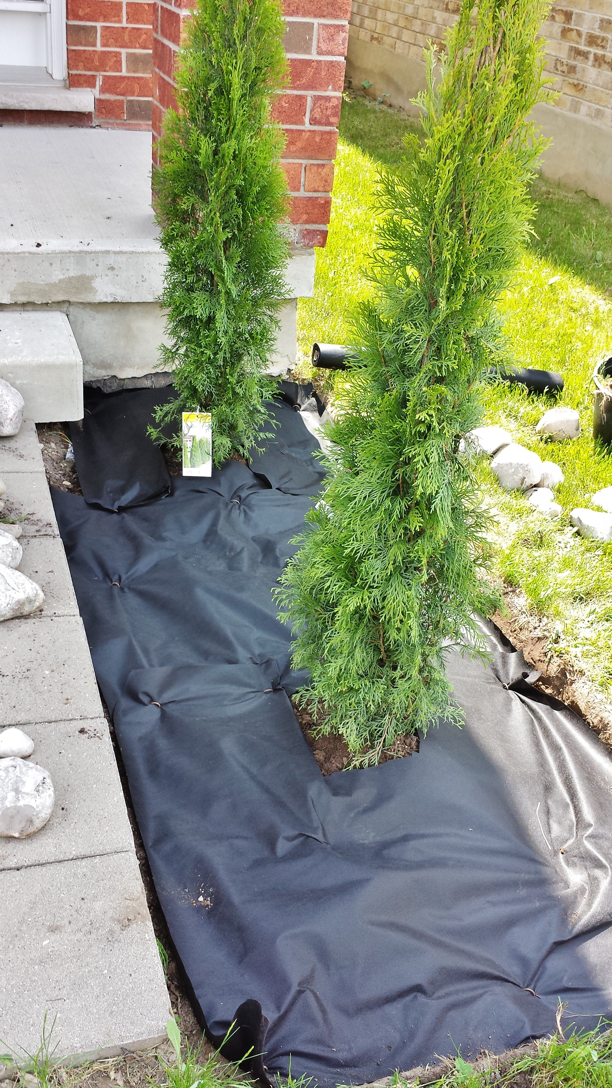 Cedar planting and anti-weed fabric application