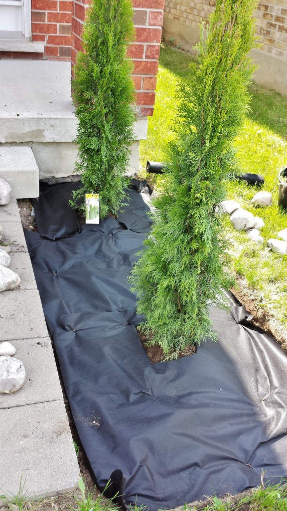 Cedar planting and anti-weed fabric application