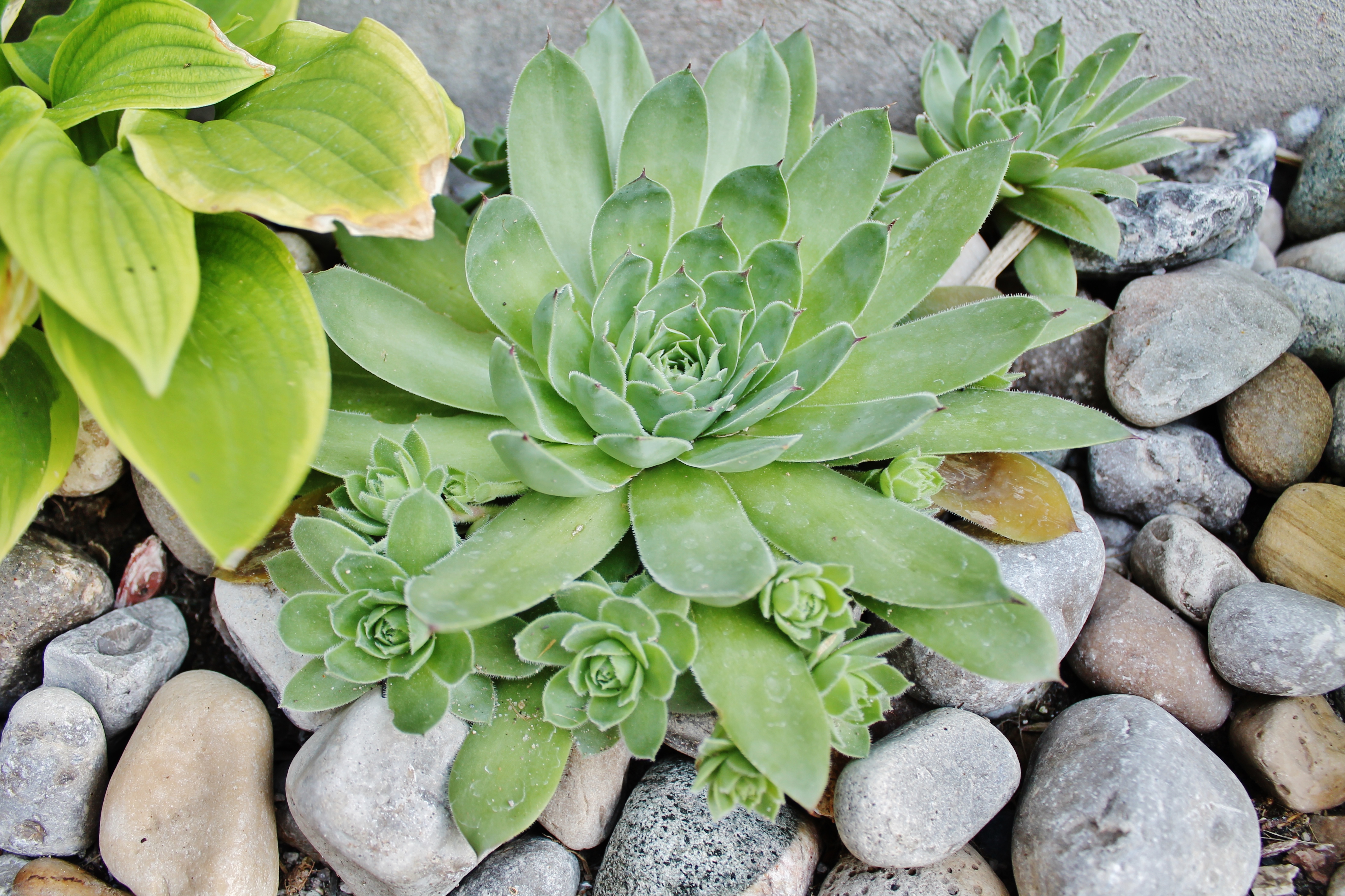 Finishing touches of fine detail landscaping